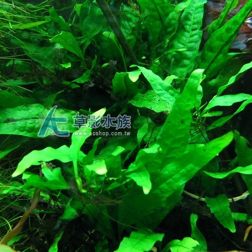 【AC草影】鹿角鐵皇冠 陰性水草 陰性草 不需要CO2 不用二氧化碳 低光量水草 新手水草 中景草 耐熱 魚缸造景 水草-規格圖9