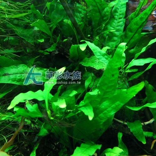 【AC草影】鹿角鐵皇冠 陰性水草 陰性草 不需要CO2 不用二氧化碳 低光量水草 新手水草 中景草 耐熱 魚缸造景 水草-規格圖9