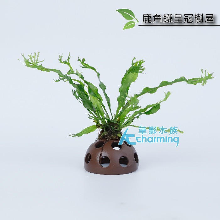 【AC草影】鹿角鐵皇冠 陰性水草 陰性草 不需要CO2 不用二氧化碳 低光量水草 新手水草 中景草 耐熱 魚缸造景 水草-規格圖9