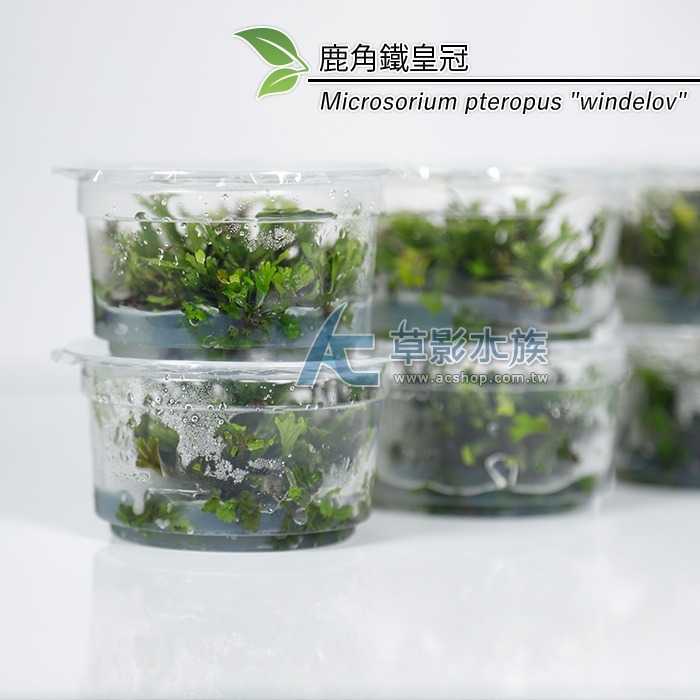 鹿角鐵皇冠（組培盒裝）