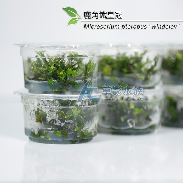 【AC草影】鹿角鐵皇冠 陰性水草 陰性草 不需要CO2 不用二氧化碳 低光量水草 新手水草 中景草 耐熱 魚缸造景 水草-規格圖9