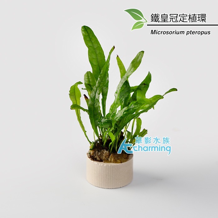 【AC草影】鹿角鐵皇冠 陰性水草 陰性草 不需要CO2 不用二氧化碳 低光量水草 新手水草 中景草 耐熱 魚缸造景 水草-規格圖9