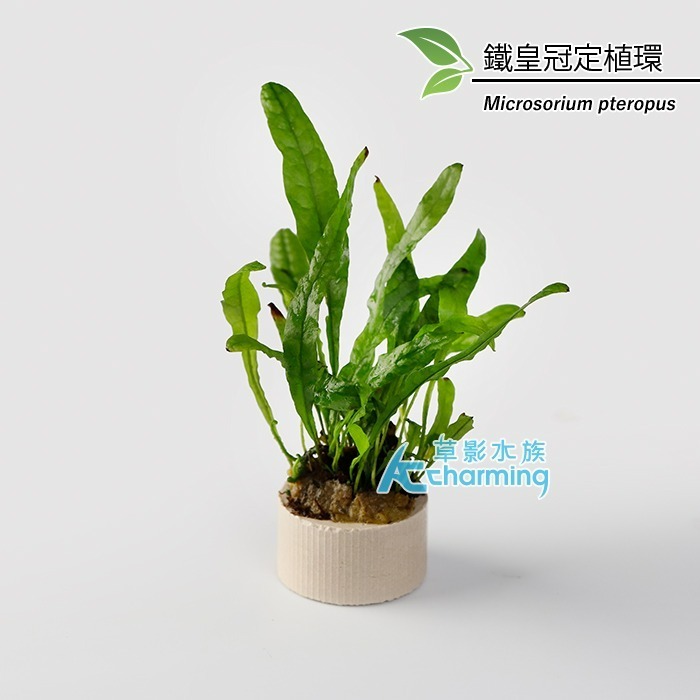 【AC草影】鹿角鐵皇冠 陰性水草 陰性草 不需要CO2 不用二氧化碳 低光量水草 新手水草 中景草 耐熱 魚缸造景 水草-規格圖9
