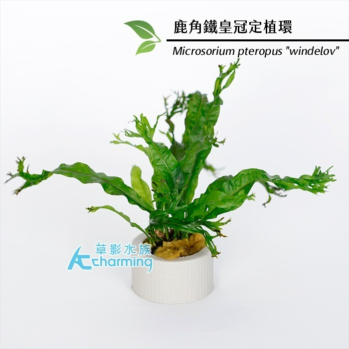 【AC草影】鹿角鐵皇冠 陰性水草 陰性草 不需要CO2 不用二氧化碳 低光量水草 新手水草 中景草 耐熱 魚缸造景 水草-規格圖9