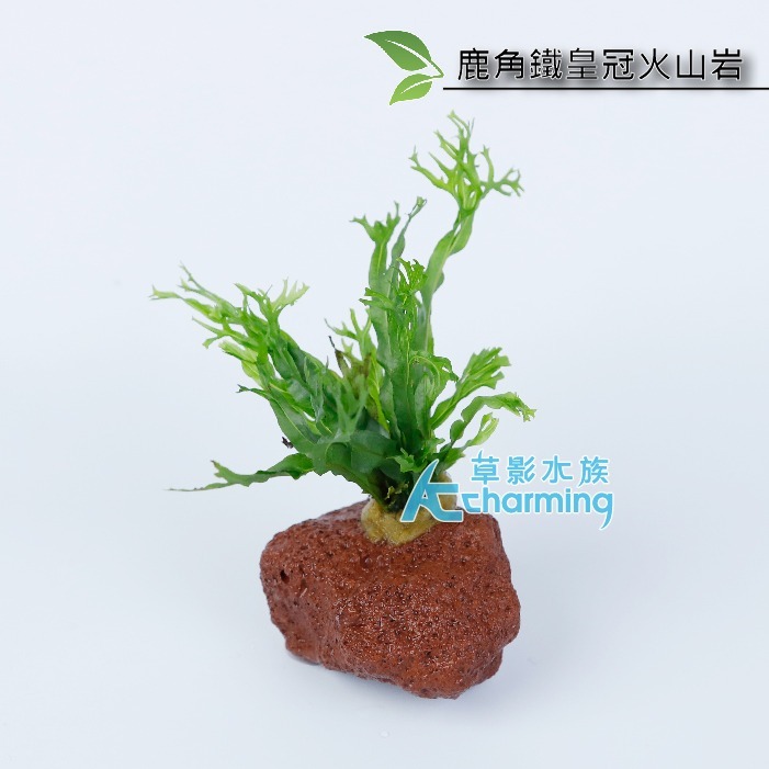 【AC草影】鹿角鐵皇冠 陰性水草 陰性草 不需要CO2 不用二氧化碳 低光量水草 新手水草 中景草 耐熱 魚缸造景 水草-規格圖9