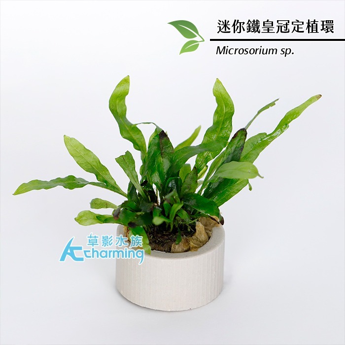 【AC草影】鹿角鐵皇冠 陰性水草 陰性草 不需要CO2 不用二氧化碳 低光量水草 新手水草 中景草 耐熱 魚缸造景 水草-規格圖9