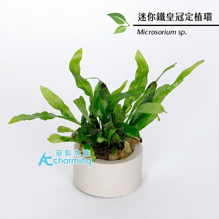 【AC草影】鹿角鐵皇冠 陰性水草 陰性草 不需要CO2 不用二氧化碳 低光量水草 新手水草 中景草 耐熱 魚缸造景 水草-規格圖9
