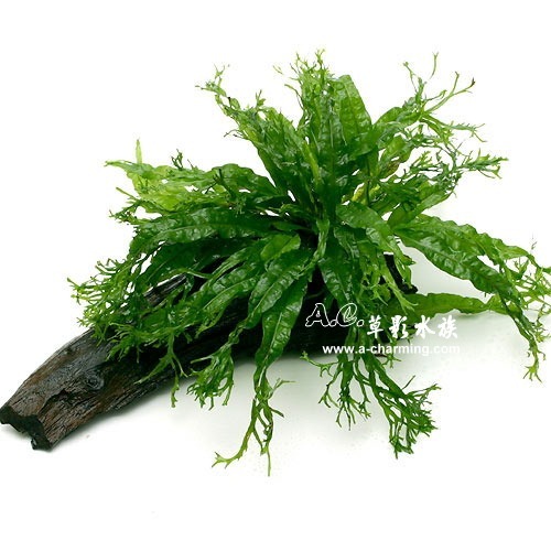 【AC草影】鹿角鐵皇冠 陰性水草 陰性草 不需要CO2 不用二氧化碳 低光量水草 新手水草 中景草 耐熱 魚缸造景 水草-規格圖9