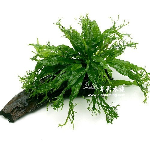 【AC草影】鹿角鐵皇冠 陰性水草 陰性草 不需要CO2 不用二氧化碳 低光量水草 新手水草 中景草 耐熱 魚缸造景 水草-規格圖9