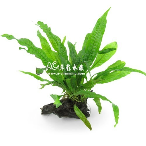 【AC草影】鹿角鐵皇冠 陰性水草 陰性草 不需要CO2 不用二氧化碳 低光量水草 新手水草 中景草 耐熱 魚缸造景 水草-規格圖9