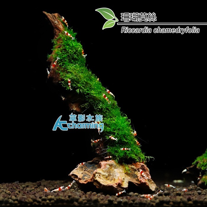 【AC草影】鹿角鐵皇冠 陰性水草 陰性草 不需要CO2 不用二氧化碳 低光量水草 新手水草 中景草 耐熱 魚缸造景 水草-規格圖9