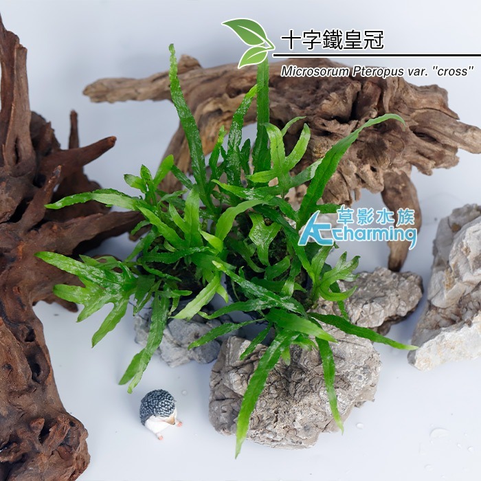 【AC草影】鹿角鐵皇冠 陰性水草 陰性草 不需要CO2 不用二氧化碳 低光量水草 新手水草 中景草 耐熱 魚缸造景 水草-規格圖9