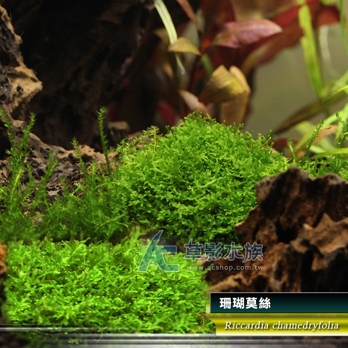 【AC草影】珊瑚默思盒裝【一盒】珊瑚 莫絲 莫斯 水草盒裝 天然水草 陰性水草 陰性草 水生植物 水草造景 魚缸擺設-規格圖4