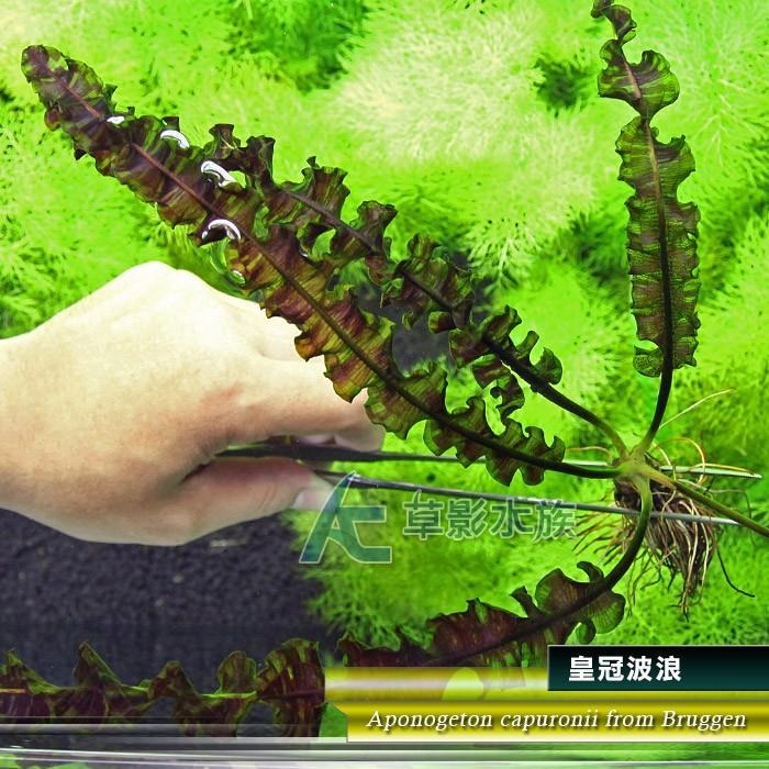 【AC草影】皇冠波浪【一株】陰性水草 陰性草 陽性水草 主景草 水草造景 造景水草-細節圖2