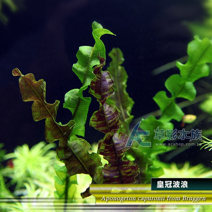 【AC草影】皇冠波浪【一株】陰性水草 陰性草 陽性水草 主景草 水草造景 造景水草-規格圖2