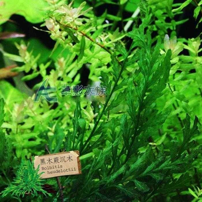 【AC草影】黑木蕨 陰性水草 陰性草 新手水草 不用二氧化碳 造景水草 水草造景 魚缸水草 水草造景 魚缸裝飾 水族擺設-細節圖2