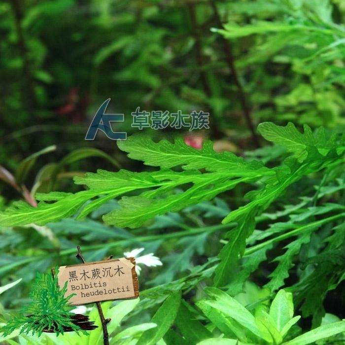 【AC草影】黑木蕨 陰性水草 陰性草 新手水草 不用二氧化碳 造景水草 水草造景 魚缸水草 水草造景 魚缸裝飾 水族擺設-細節圖3