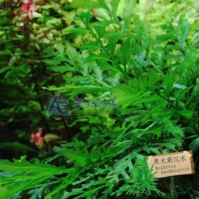 【AC草影】黑木蕨 陰性水草 陰性草 新手水草 不用二氧化碳 造景水草 水草造景 魚缸水草 水草造景 魚缸裝飾 水族擺設-細節圖4