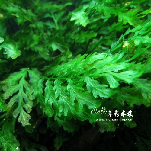 【AC草影】黑木蕨 陰性水草 陰性草 新手水草 不用二氧化碳 造景水草 水草造景 魚缸水草 水草造景 魚缸裝飾 水族擺設-規格圖4