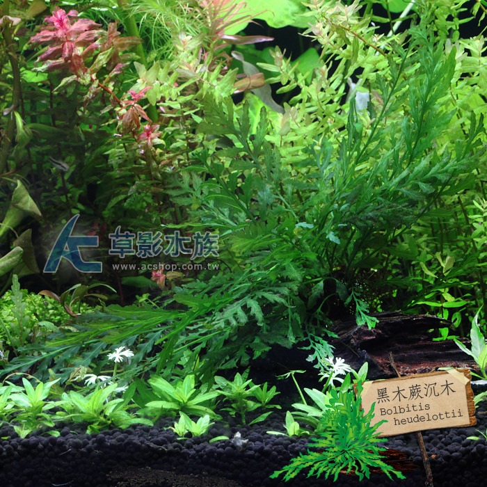 【AC草影】黑木蕨 陰性水草 陰性草 新手水草 不用二氧化碳 造景水草 水草造景 魚缸水草 水草造景 魚缸裝飾 水族擺設-規格圖4