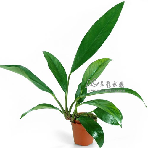 【AC草影】劍榕【一盆】陰性水草 陰性草 水生植物 兩棲造景 中景草 水草 真水草 綠水草 魚缸造景 耐熱 不需CO2-規格圖4