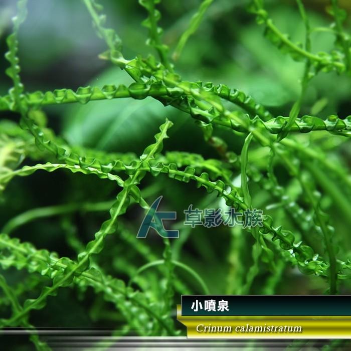 【AC草影】小噴泉（成株）【一株】陰性水草 水生植物 真水草 水草造景 水族箱裝飾 綠水草 魚缸水草-細節圖3