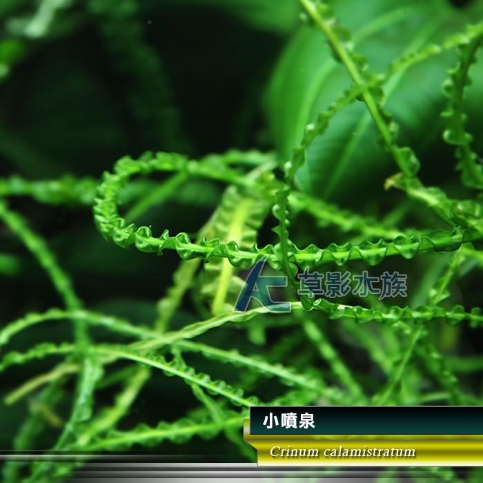【AC草影】小噴泉（成株）【一株】陰性水草 水生植物 真水草 水草造景 水族箱裝飾 綠水草 魚缸水草-細節圖4