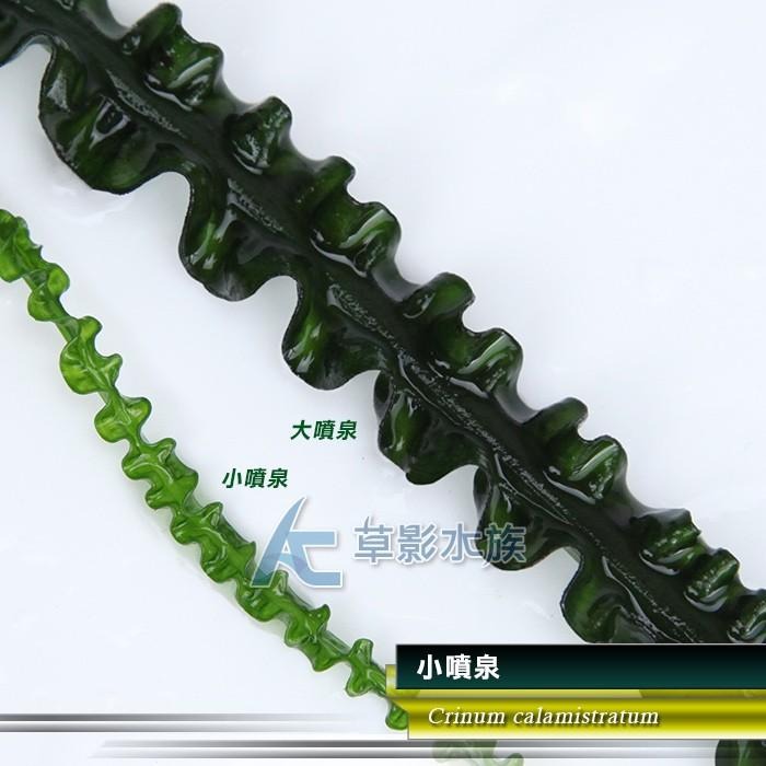 【AC草影】小噴泉（成株）【一株】陰性水草 水生植物 真水草 水草造景 水族箱裝飾 綠水草 魚缸水草-細節圖5