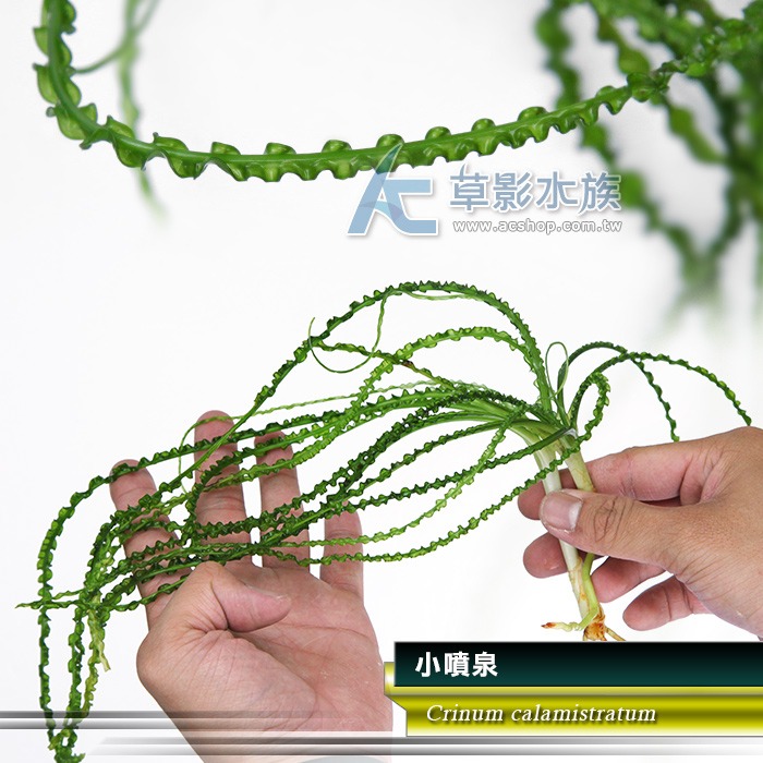 【AC草影】小噴泉（成株）【一株】陰性水草 水生植物 真水草 水草造景 水族箱裝飾 綠水草 魚缸水草-規格圖5