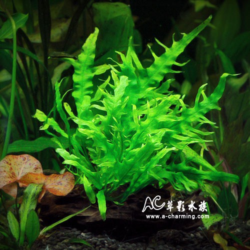 【AC草影】鳳尾皇冠【一份】陰性水草 陰性草 水生植物 不用CO2 水草裝飾 魚缸造景 真水草 綠水草 活水草-規格圖3
