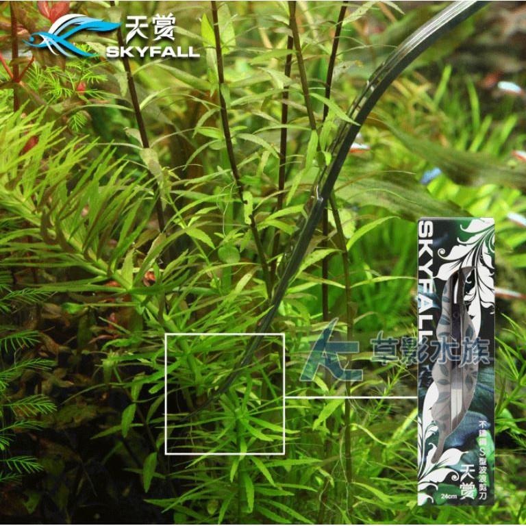 【AC草影】SKYFALL 天賞 鏡面不鏽鋼S型波浪剪刀（24cm）【一支】魚缸清潔 水草修剪 水草剪刀 剪水草-細節圖2