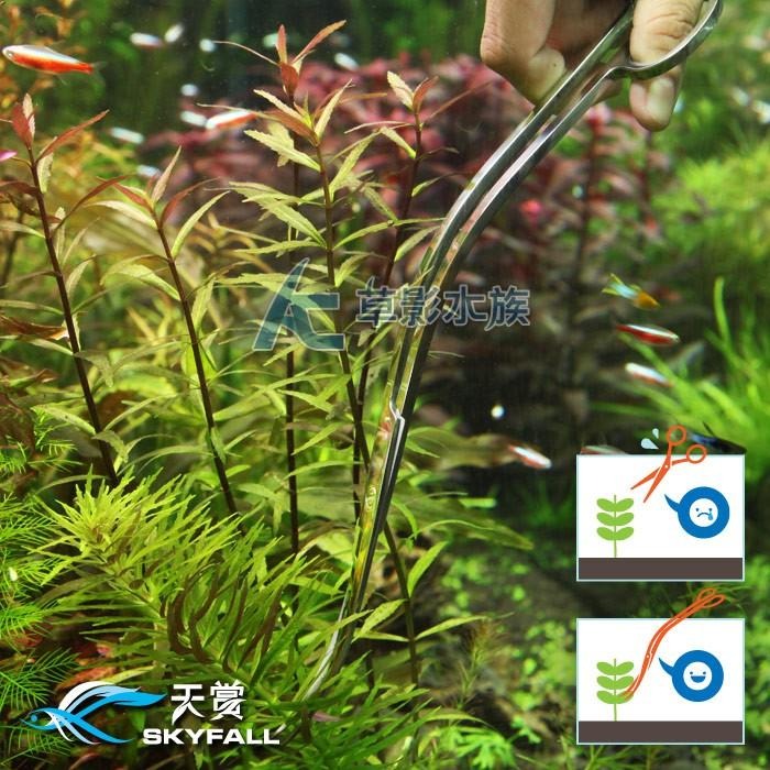 【AC草影】SKYFALL 天賞 鏡面不鏽鋼S型波浪剪刀（24cm）【一支】魚缸清潔 水草修剪 水草剪刀 剪水草-細節圖5