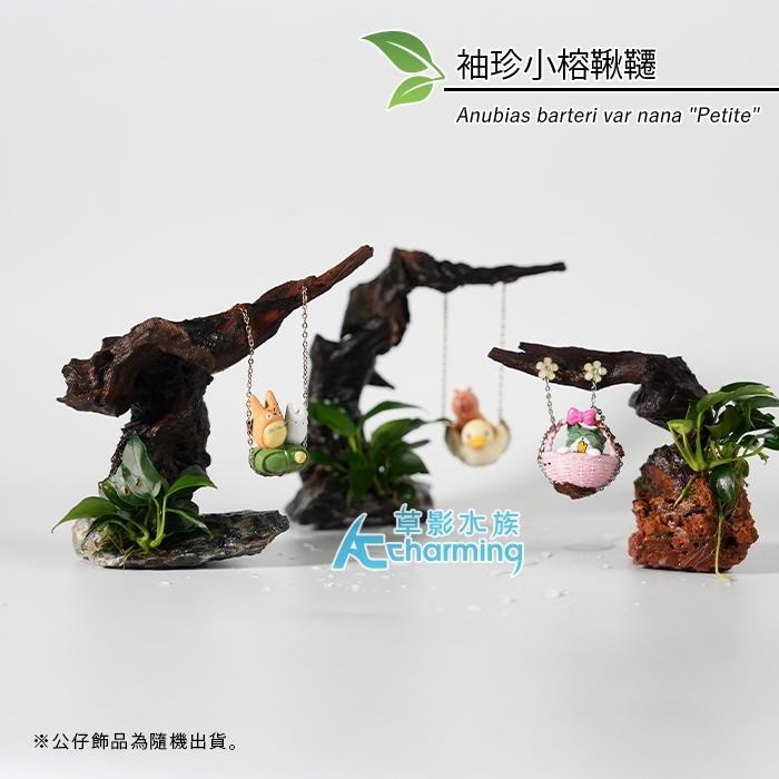 【AC草影】夏至【一棵】 鞦韆水草造景 耐熱 魚缸造景 小三角默斯 不用co2 不須二氧化碳 新手水草 默思 陰性草-細節圖2