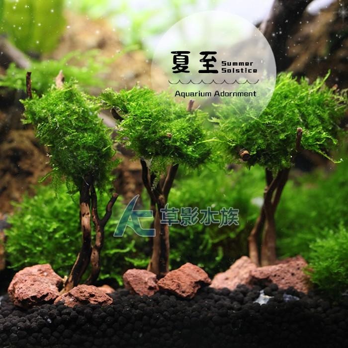 【AC草影】夏至【一棵】 鞦韆水草造景 耐熱 魚缸造景 小三角默斯 不用co2 不須二氧化碳 新手水草 默思 陰性草-細節圖4