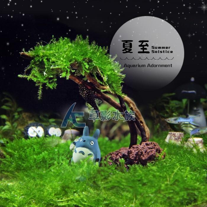 【AC草影】夏至【一棵】 鞦韆水草造景 耐熱 魚缸造景 小三角默斯 不用co2 不須二氧化碳 新手水草 默思 陰性草-細節圖5