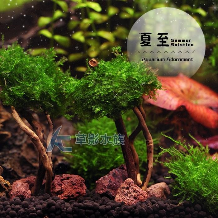【AC草影】夏至【一棵】 鞦韆水草造景 耐熱 魚缸造景 小三角默斯 不用co2 不須二氧化碳 新手水草 默思 陰性草-細節圖6