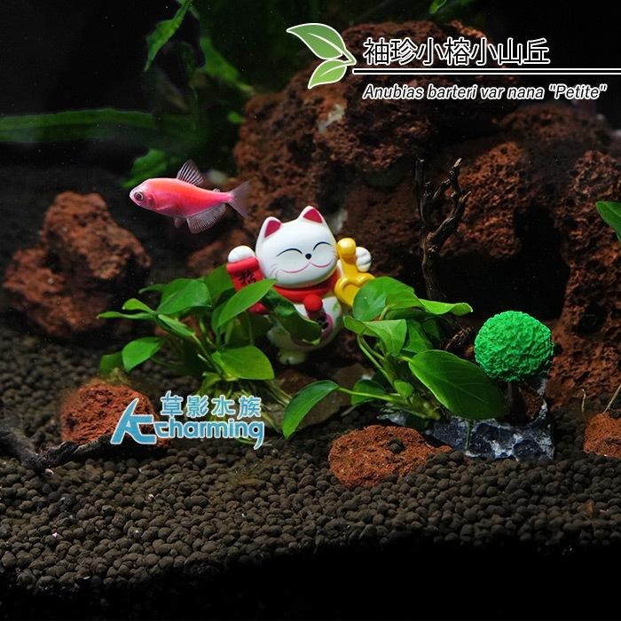 【AC草影】夏至【一棵】 鞦韆水草造景 耐熱 魚缸造景 小三角默斯 不用co2 不須二氧化碳 新手水草 默思 陰性草-細節圖7