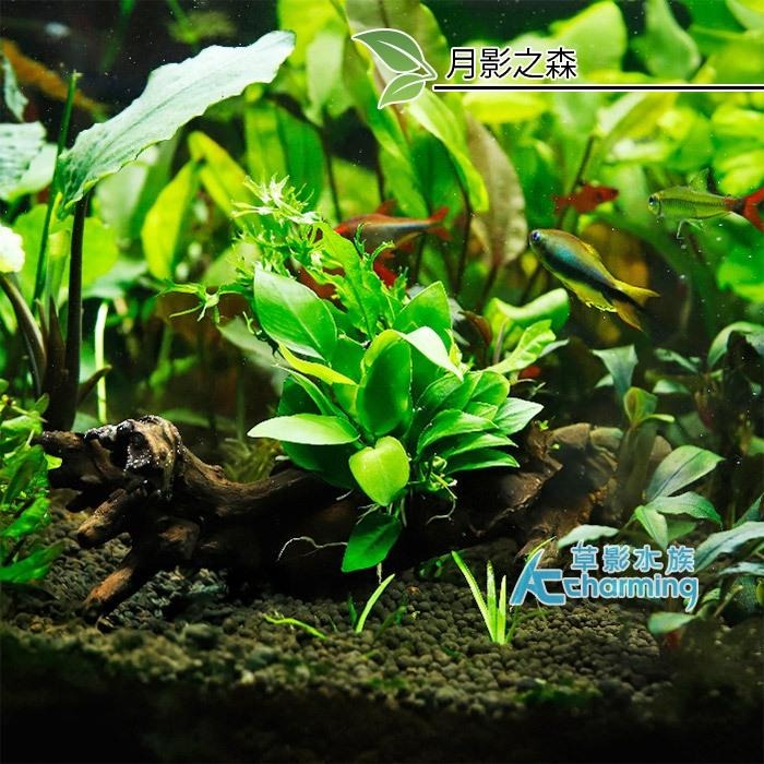 【AC草影】夏至【一棵】 鞦韆水草造景 耐熱 魚缸造景 小三角默斯 不用co2 不須二氧化碳 新手水草 默思 陰性草-細節圖8