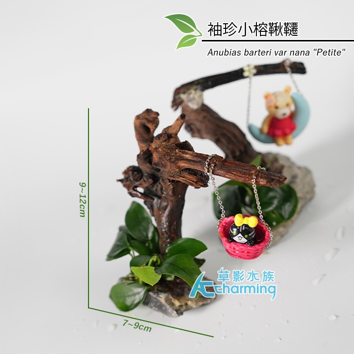 【AC草影】夏至【一棵】 鞦韆水草造景 耐熱 魚缸造景 小三角默斯 不用co2 不須二氧化碳 新手水草 默思 陰性草-規格圖9