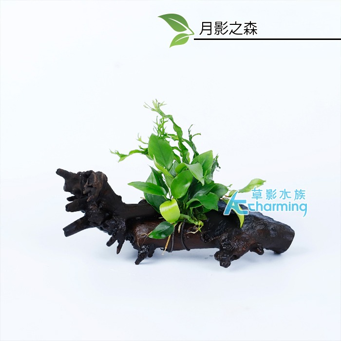 【AC草影】夏至【一棵】 鞦韆水草造景 耐熱 魚缸造景 小三角默斯 不用co2 不須二氧化碳 新手水草 默思 陰性草-規格圖9