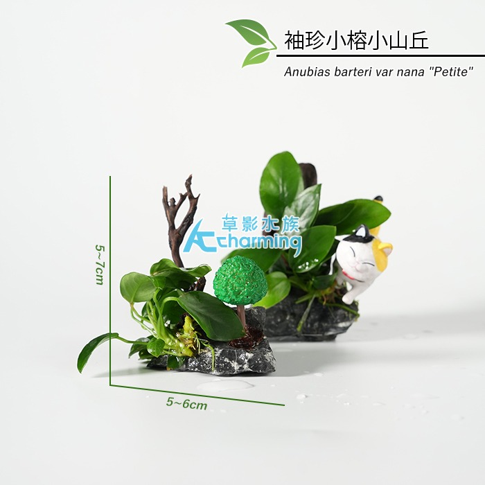 【AC草影】夏至【一棵】 鞦韆水草造景 耐熱 魚缸造景 小三角默斯 不用co2 不須二氧化碳 新手水草 默思 陰性草-規格圖9