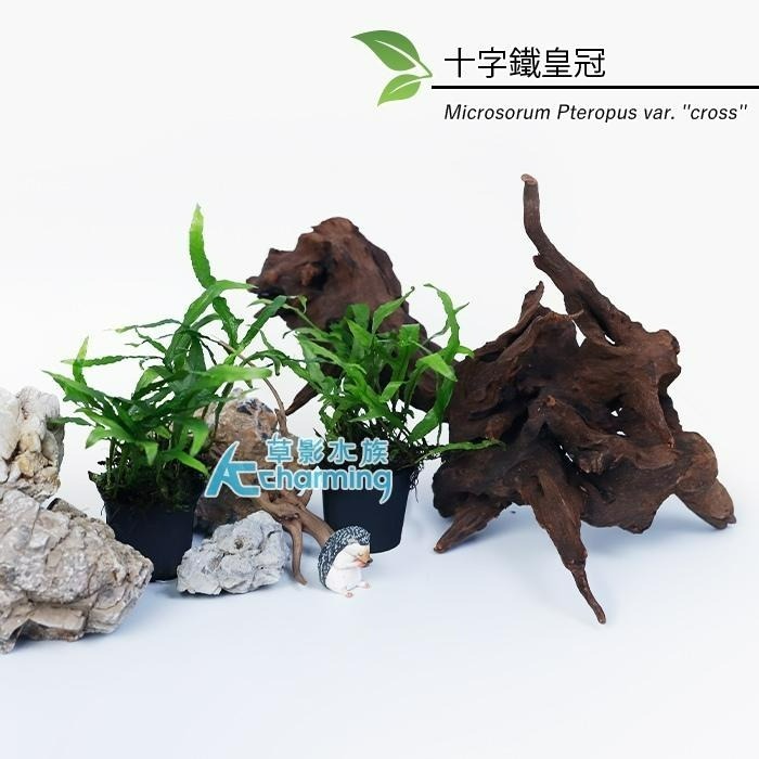【AC草影】迷你鐵皇冠 十字鐵皇冠 迷你鐵皇冠沉木【一份】陰性水草 不用二氧化碳 水草造景 魚缸造景  綠水草 耐熱-細節圖5