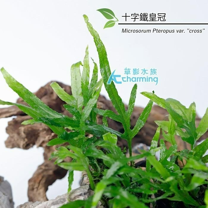 【AC草影】迷你鐵皇冠 十字鐵皇冠 迷你鐵皇冠沉木【一份】陰性水草 不用二氧化碳 水草造景 魚缸造景  綠水草 耐熱-細節圖7