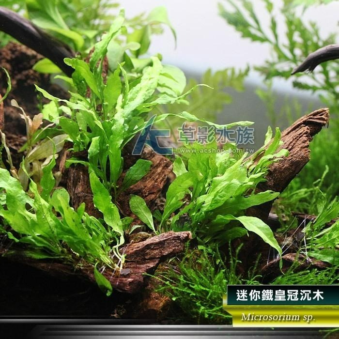 【AC草影】迷你鐵皇冠 十字鐵皇冠 迷你鐵皇冠沉木【一份】陰性水草 不用二氧化碳 水草造景 魚缸造景  綠水草 耐熱-細節圖8