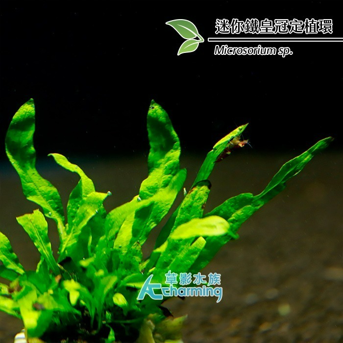 【AC草影】迷你鐵皇冠 十字鐵皇冠 迷你鐵皇冠沉木【一份】陰性水草 不用二氧化碳 水草造景 魚缸造景  綠水草 耐熱-規格圖9