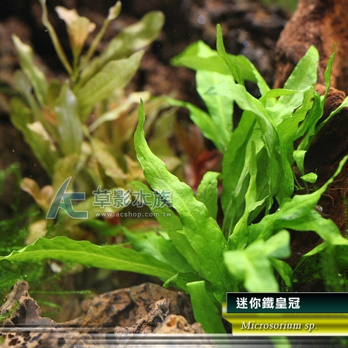 【AC草影】迷你鐵皇冠 十字鐵皇冠 迷你鐵皇冠沉木【一份】陰性水草 不用二氧化碳 水草造景 魚缸造景  綠水草 耐熱-規格圖9
