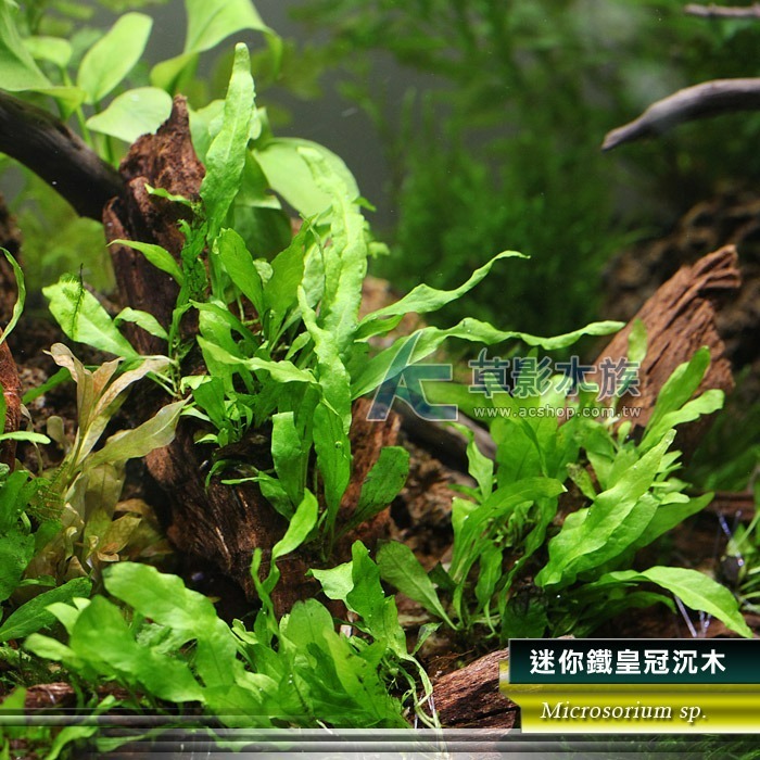【AC草影】迷你鐵皇冠 十字鐵皇冠 迷你鐵皇冠沉木【一份】陰性水草 不用二氧化碳 水草造景 魚缸造景  綠水草 耐熱-規格圖9