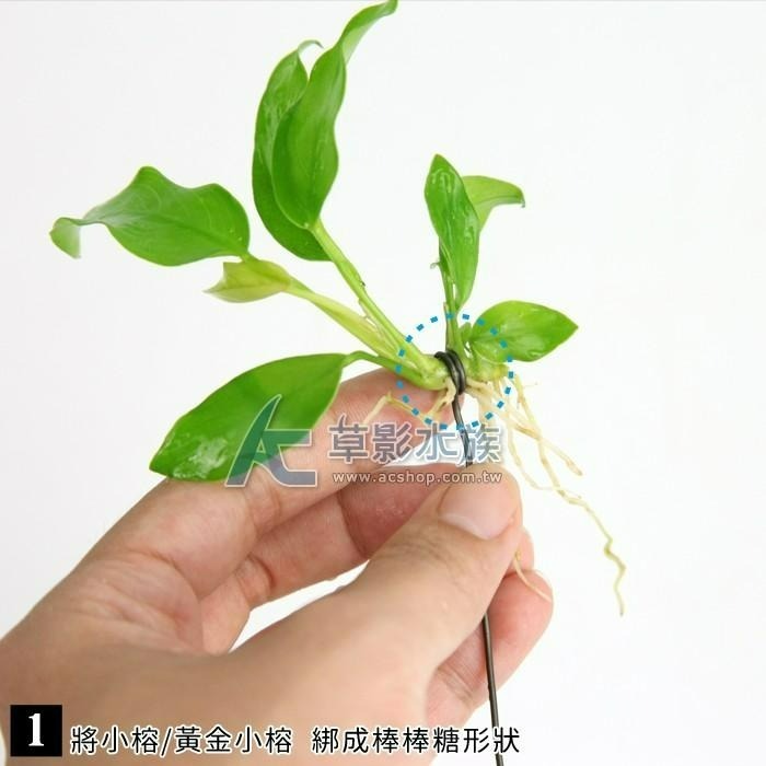 【AC草影】DIY手作 進階的您創作包【套餐】【一組】DIY裝飾 魚缸飾品 水族擺飾 陰性水草 陰性草 佈景套裝-細節圖3