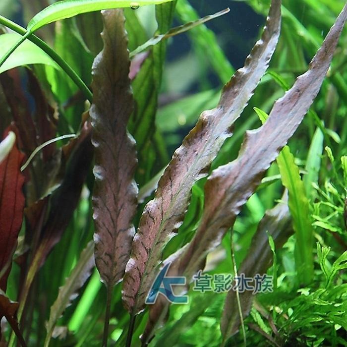 【AC草影】緋紅安杜椒【一株】魚缸造景 真水草 不用CO2 耐熱 水生植物 紅水草 綠水草 水草造景-細節圖2