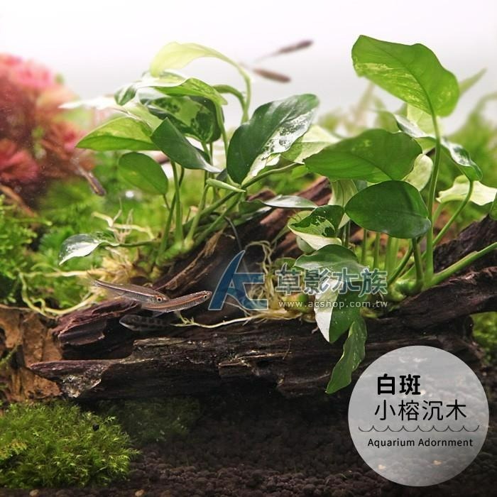 【AC草影】白斑小榕沉木【一棵】主景草 耐熱 不需二氧化碳 陰性水草 陰性草 真水草 綠水草  水生植物 陰性草 耐熱-細節圖2